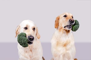 Vegan dog food